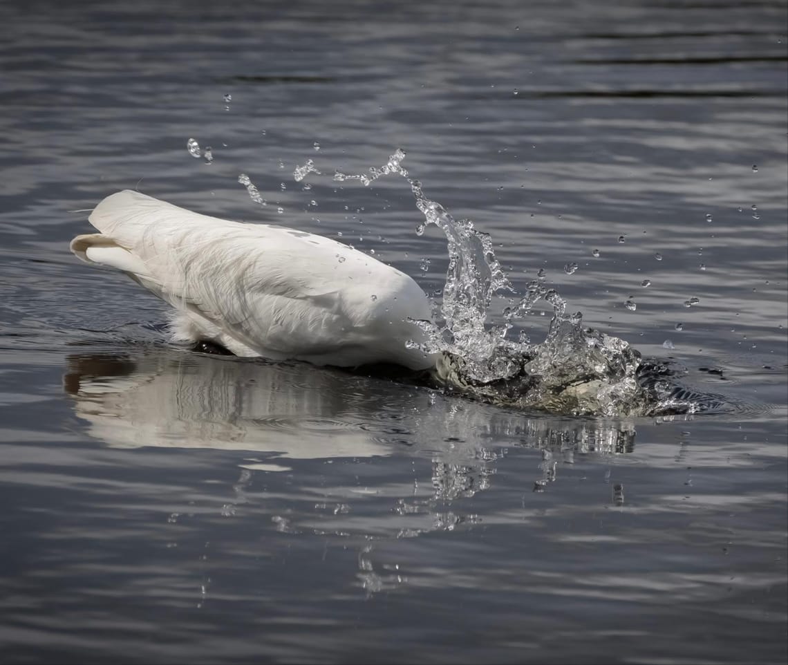 White Heron or Kōtuku foraging.