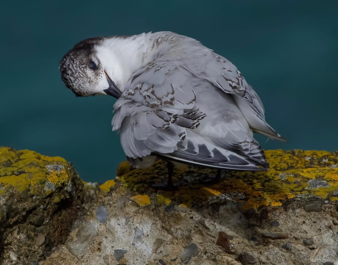 White-fronted tern