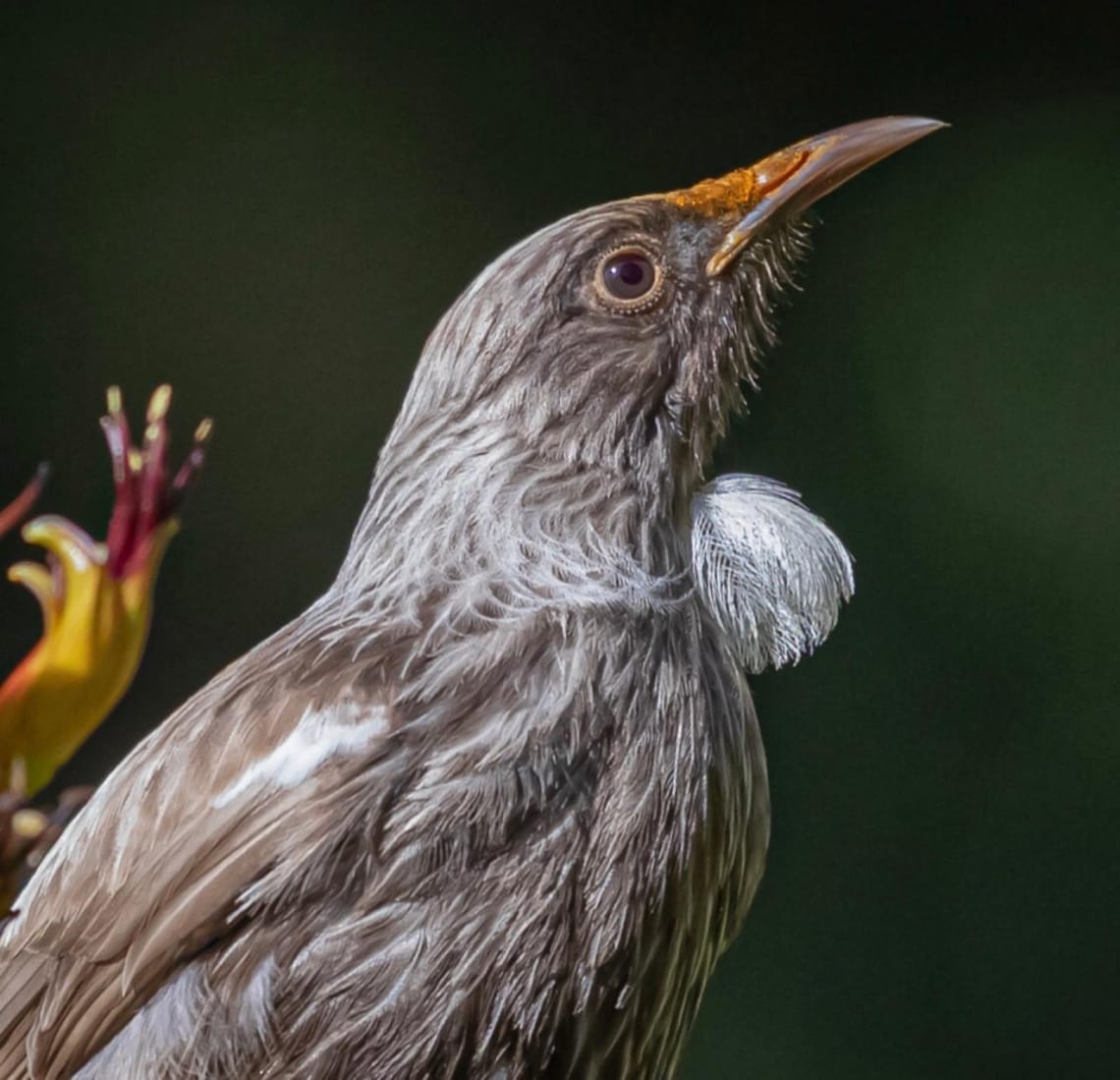 Leucistic or White Tui