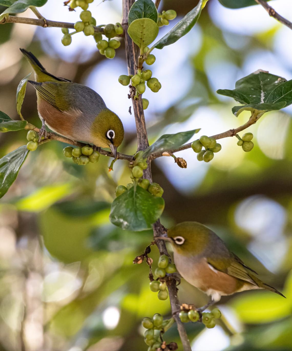 Winter feasting