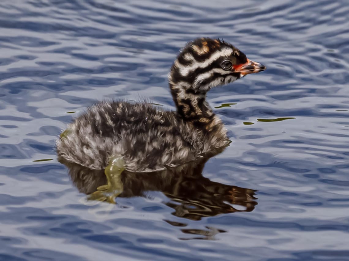 Young Dabchick