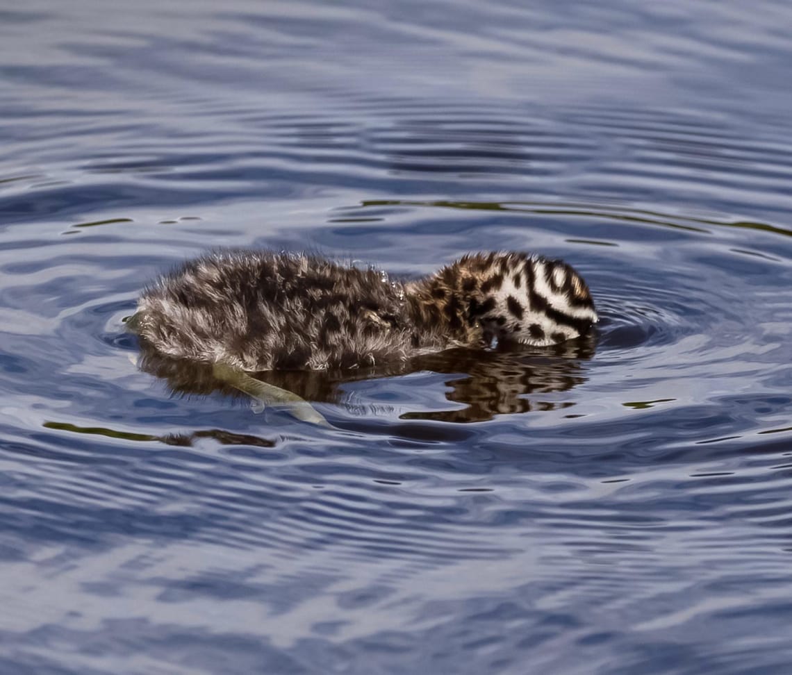 Young Dabchick foraging