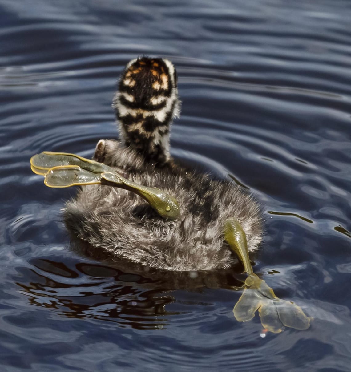 Young Dabchick mastering motoring skills