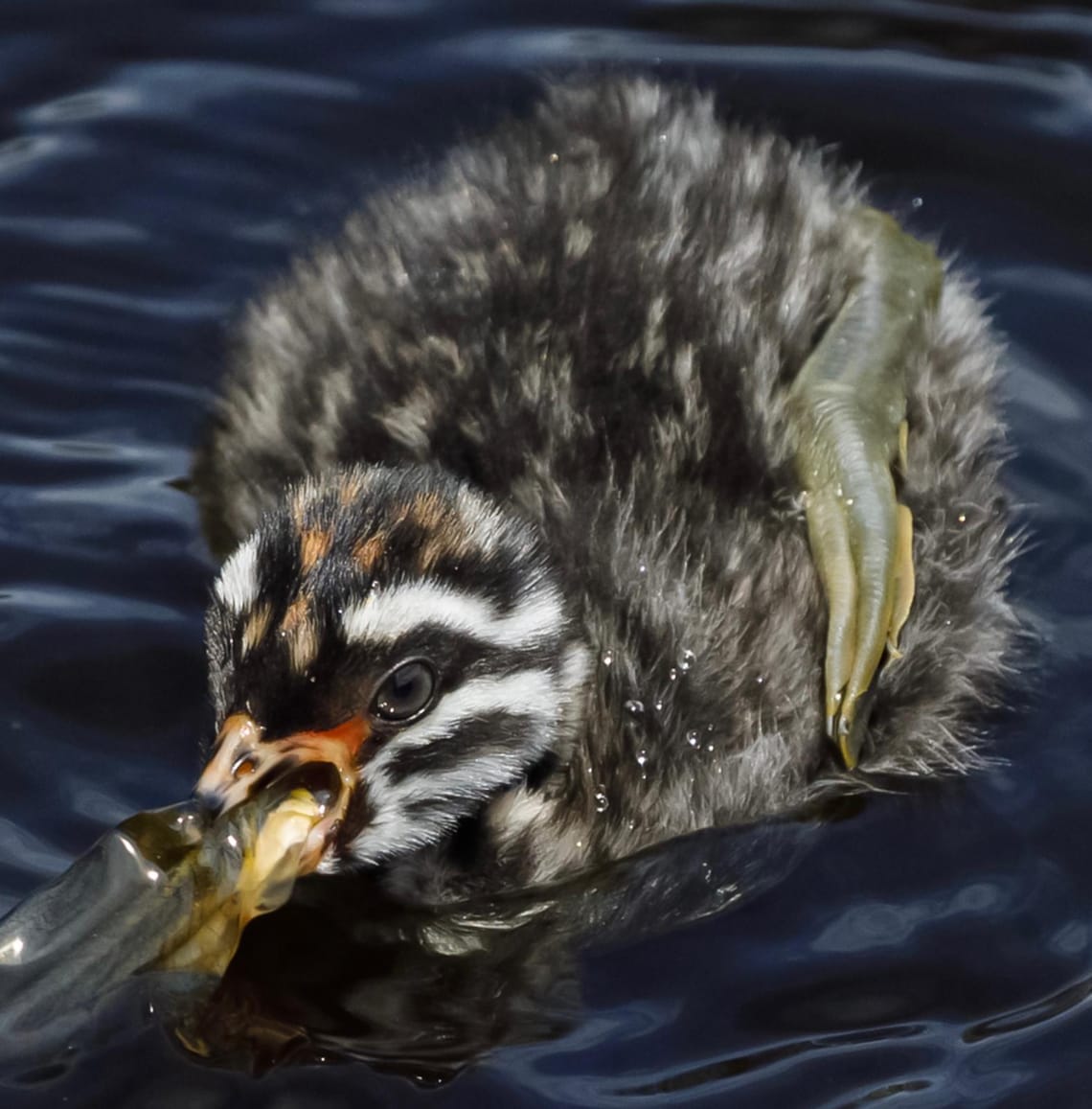 Young Dabchick tackling lunch