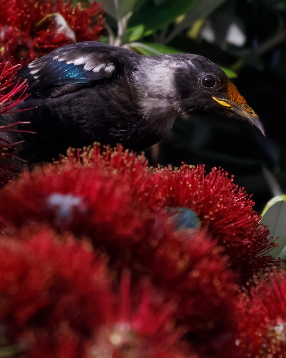 Young Tui in a Pōhutukawa Tree