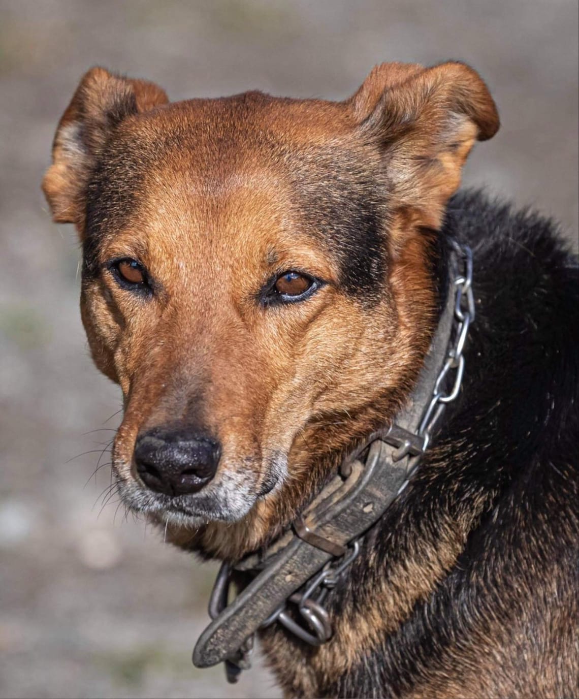 Farm dog