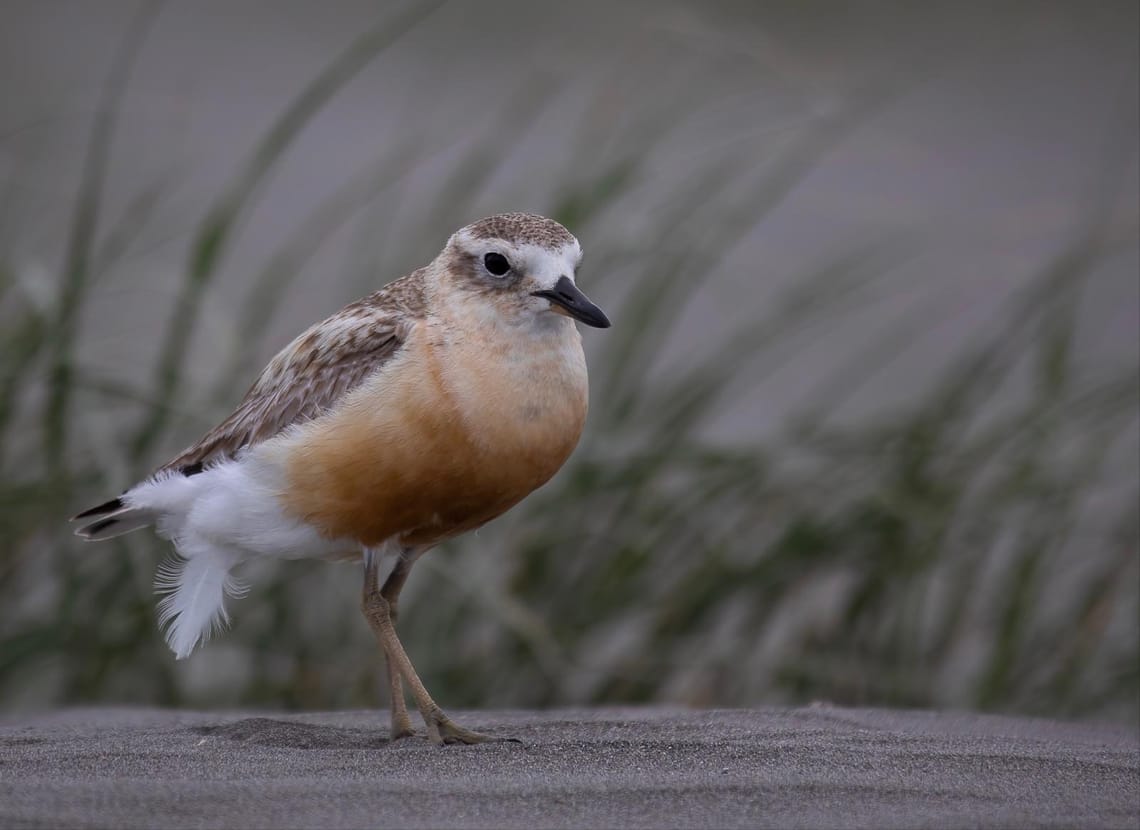 Endangered New Zealand dotterel