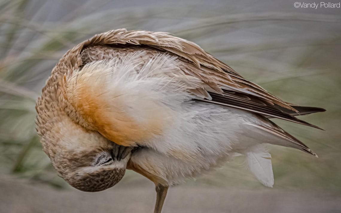 Endangered New Zealand dotterel