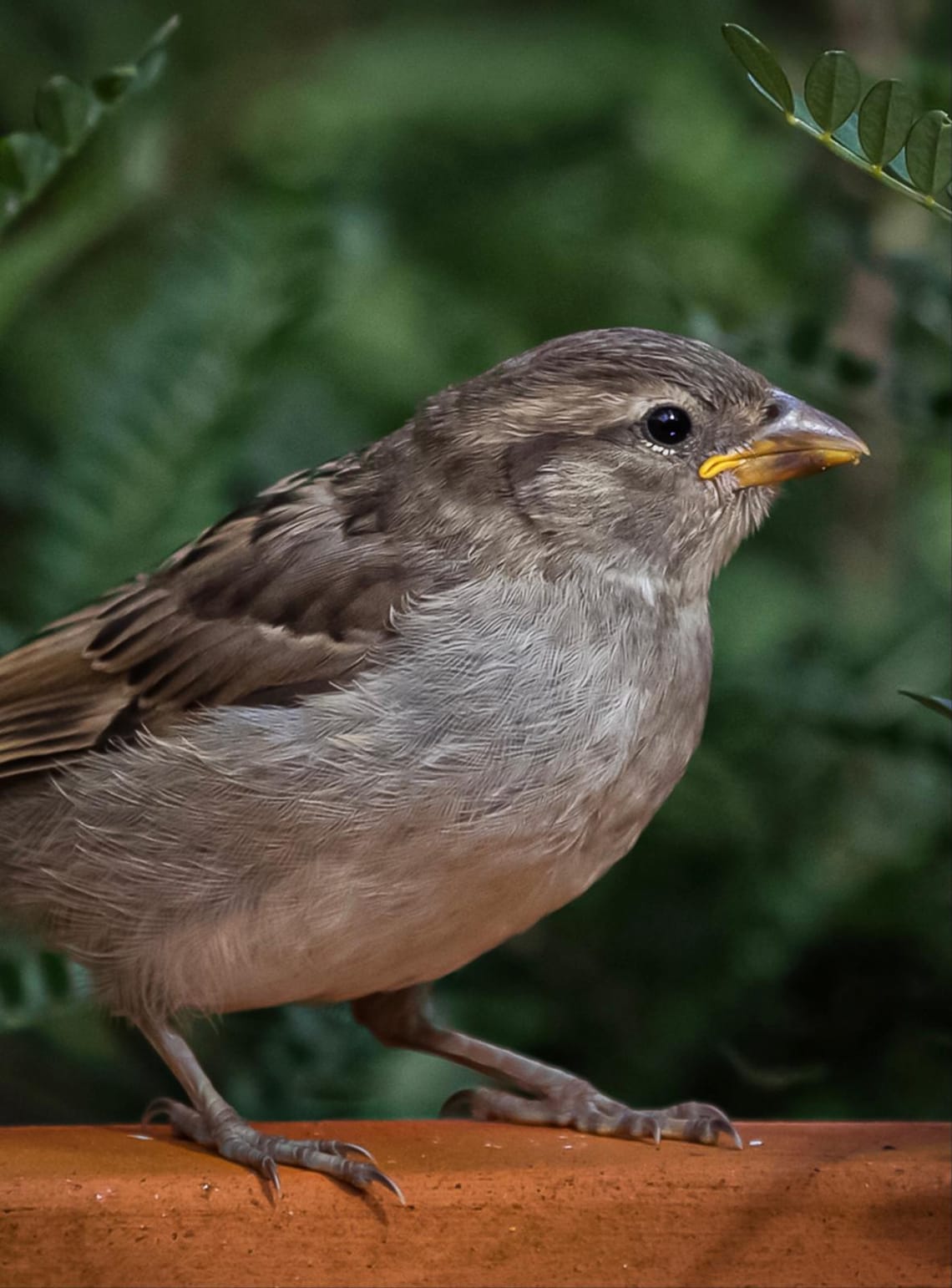 Fledgling sparrow