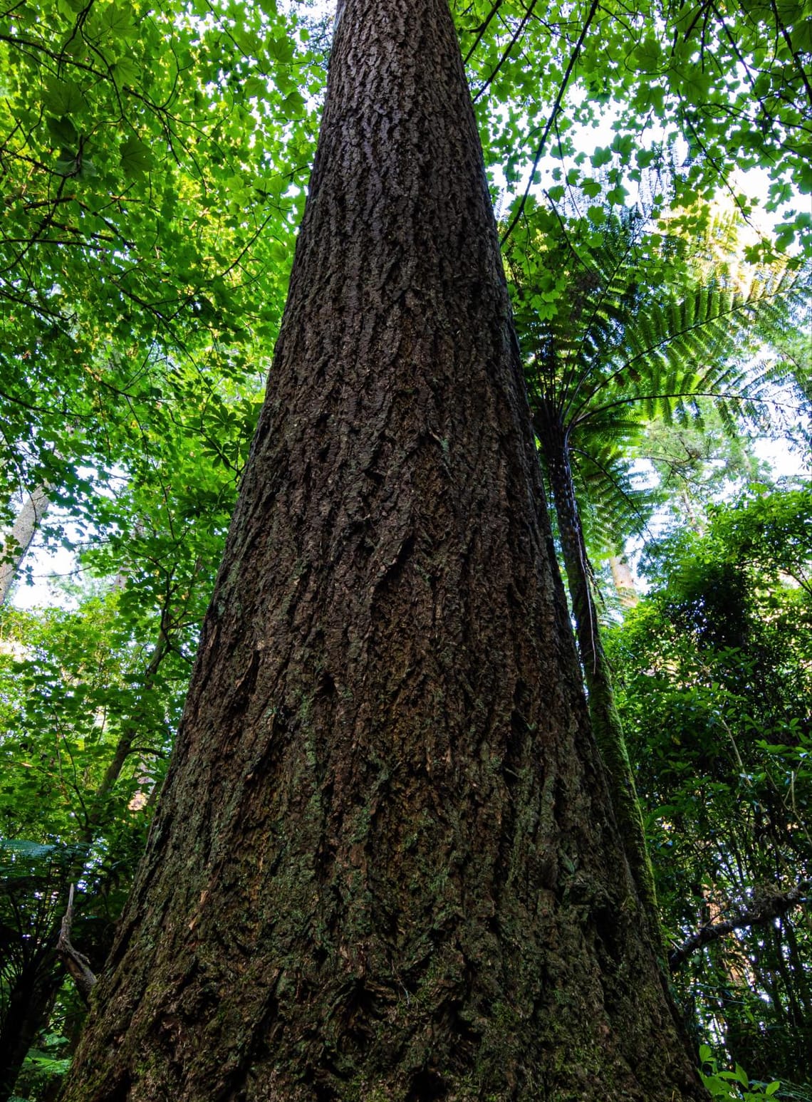 Redwood/Whakarewarewa Forest