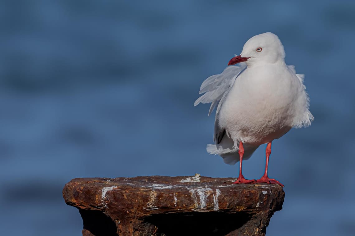 Red-billed gull