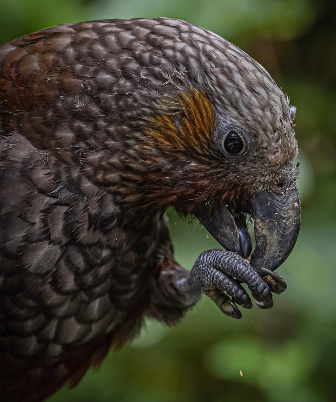 Kākā