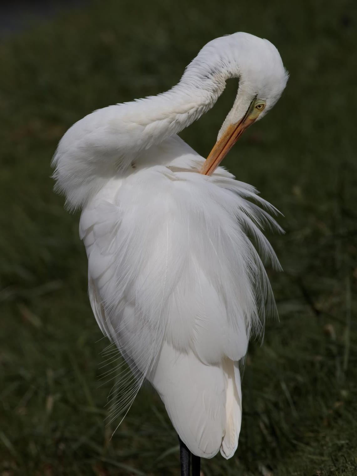 White Heron or Kōtuku