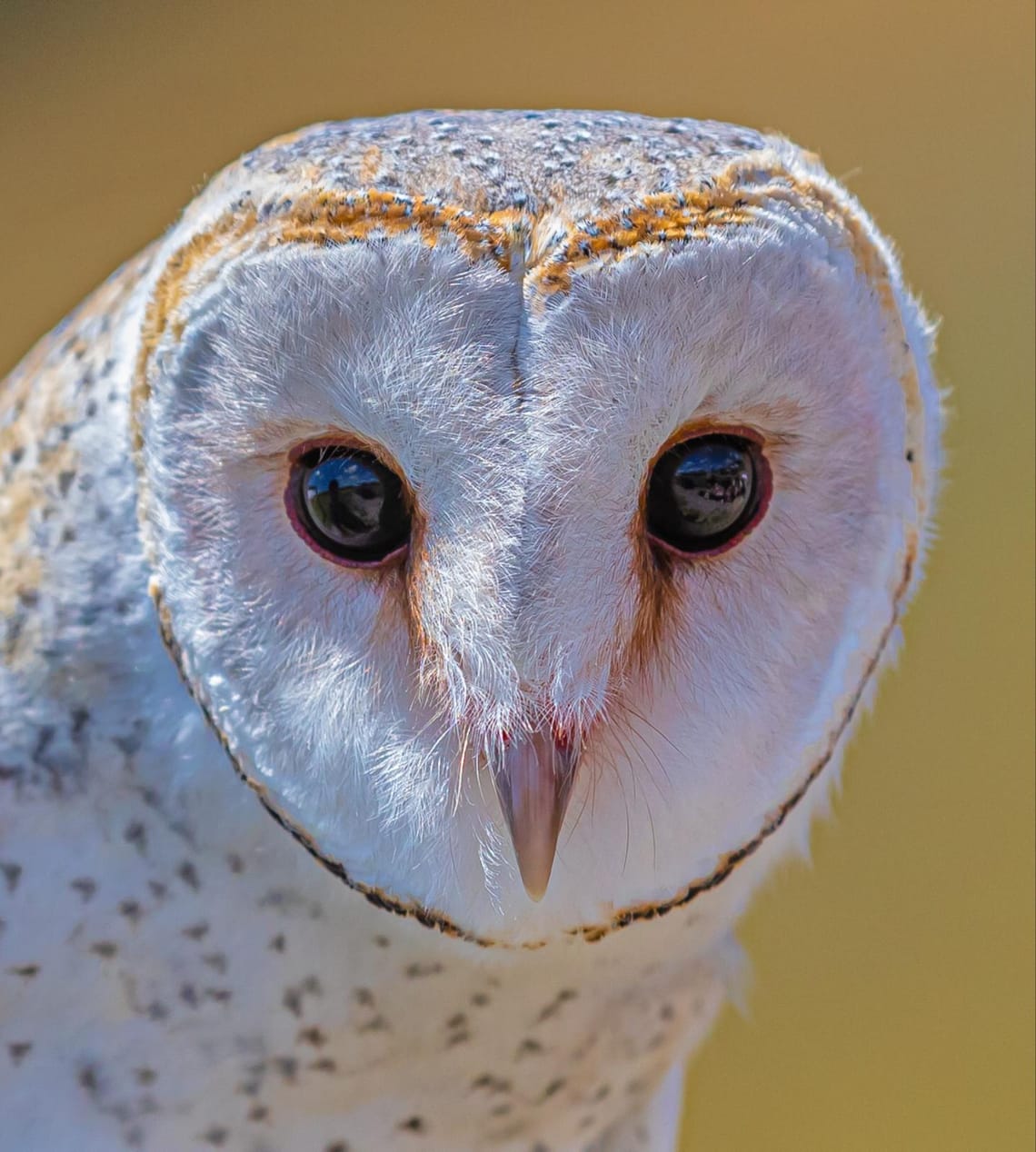 Barn Owl: Wingspan birds of prey Trust