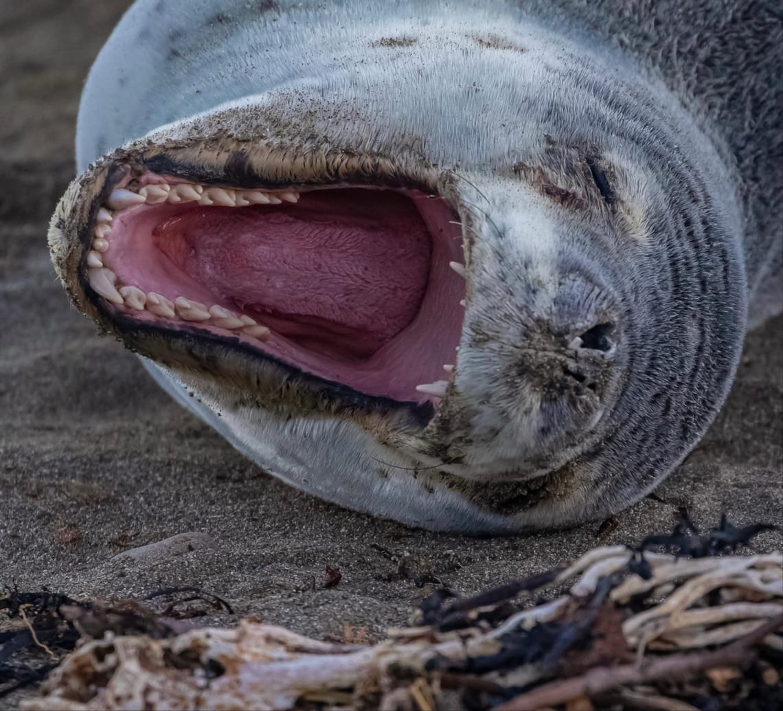 Leopard Seal