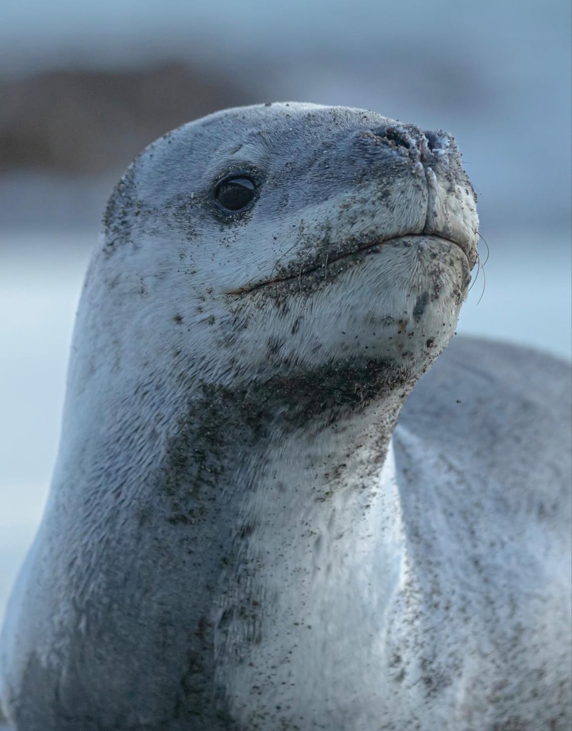 Leopard seal