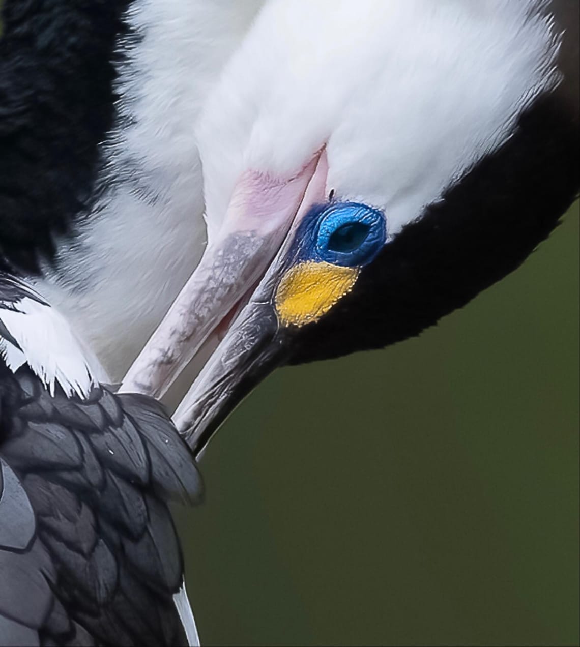 Little Pied Shag