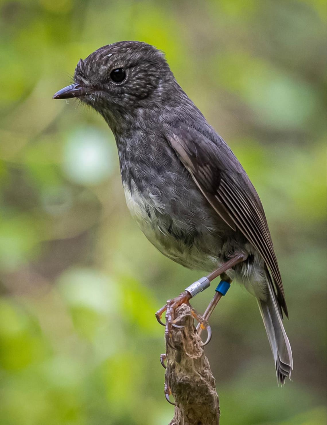 Toutouwai