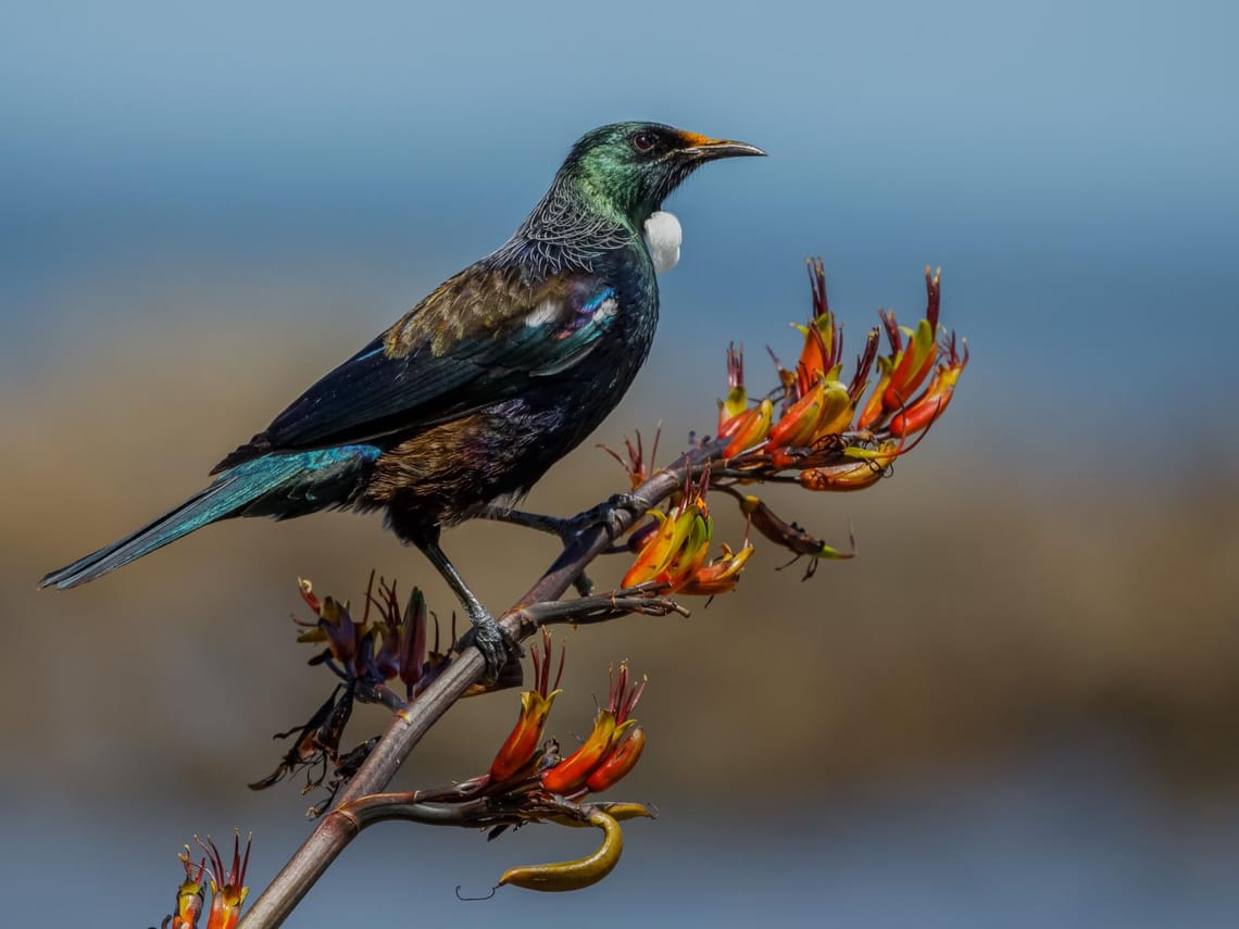 Tui on harakeke