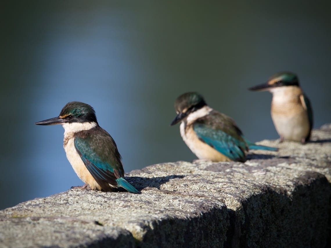 Kotare (Kingfisher) Perched