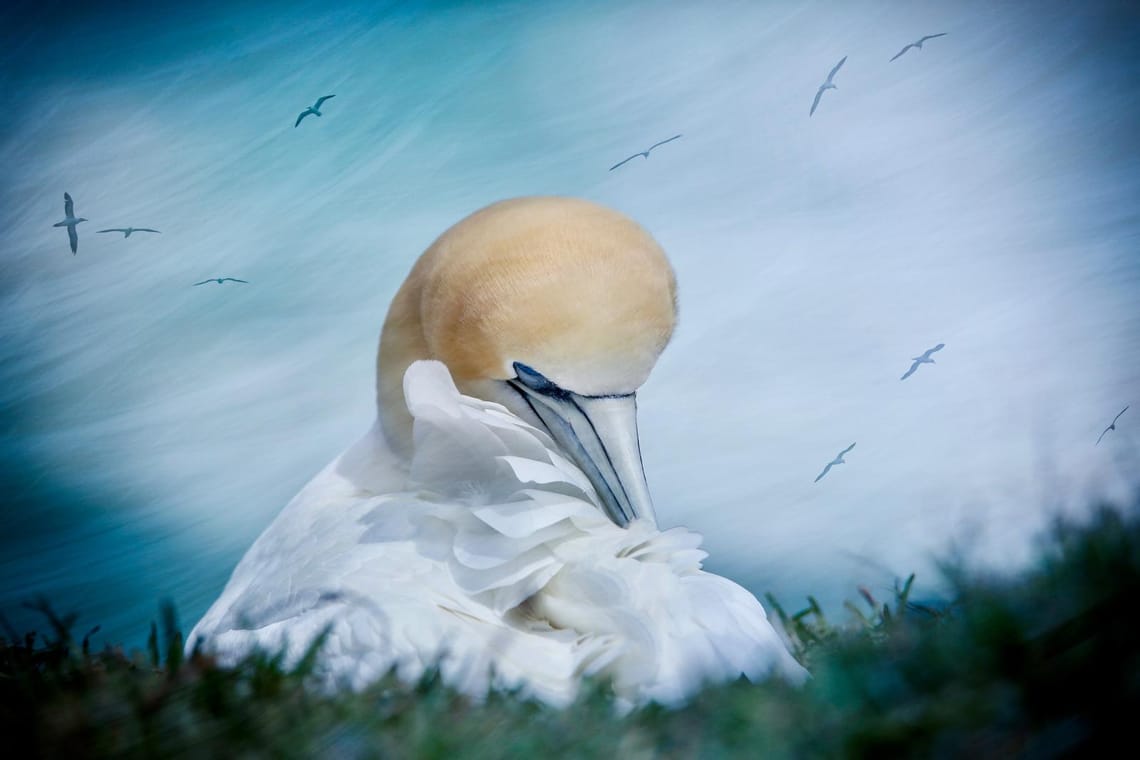 Gannet (Takapu) Preening