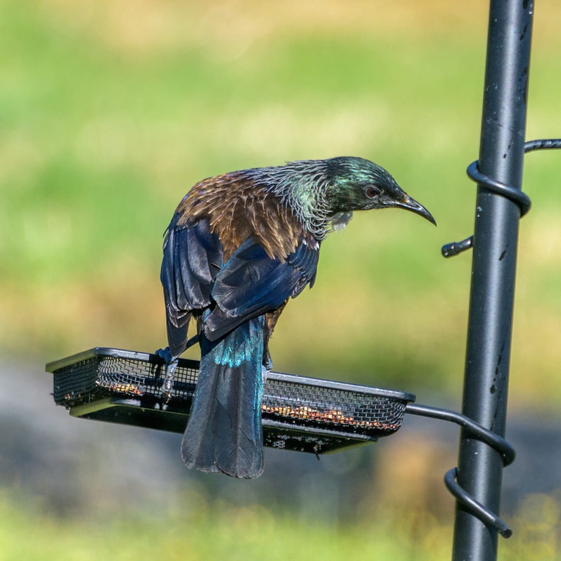 Tui on a bird feeder