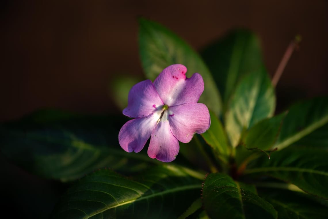 Pink flower