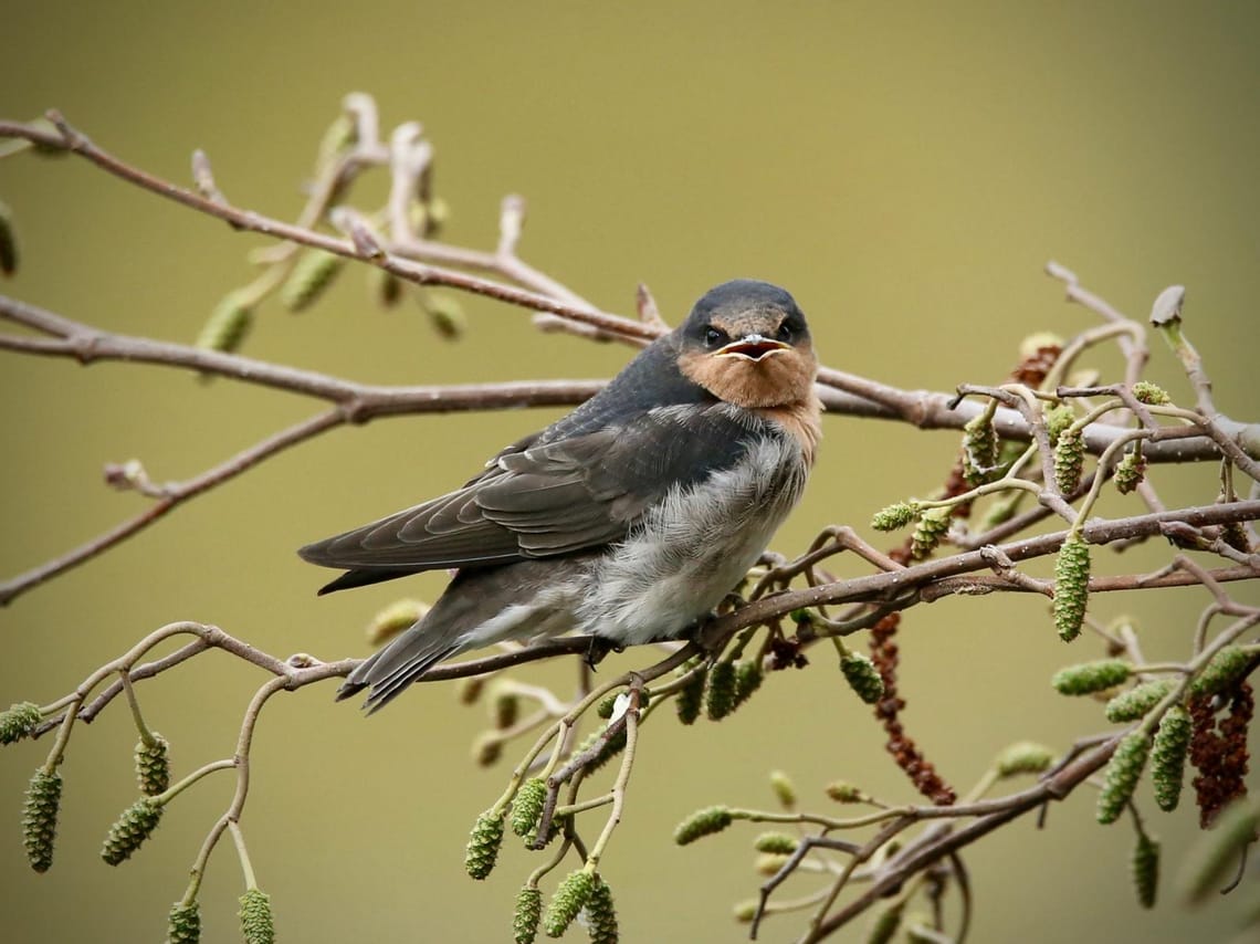 Welcome Swallow Perched