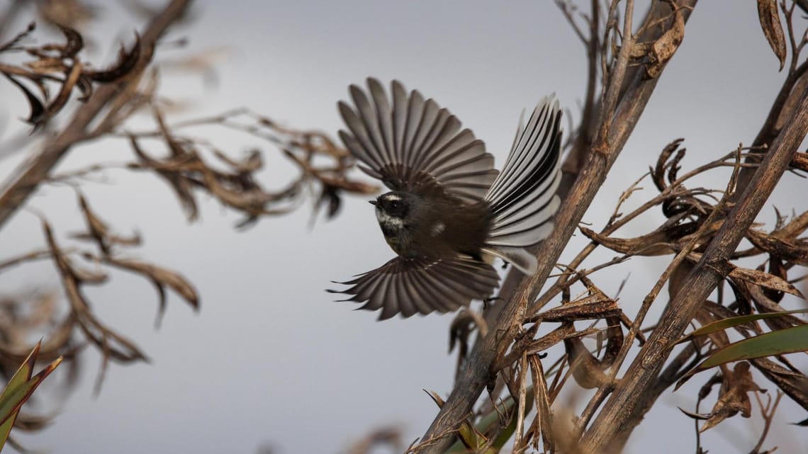 Piwakawaka in Flight