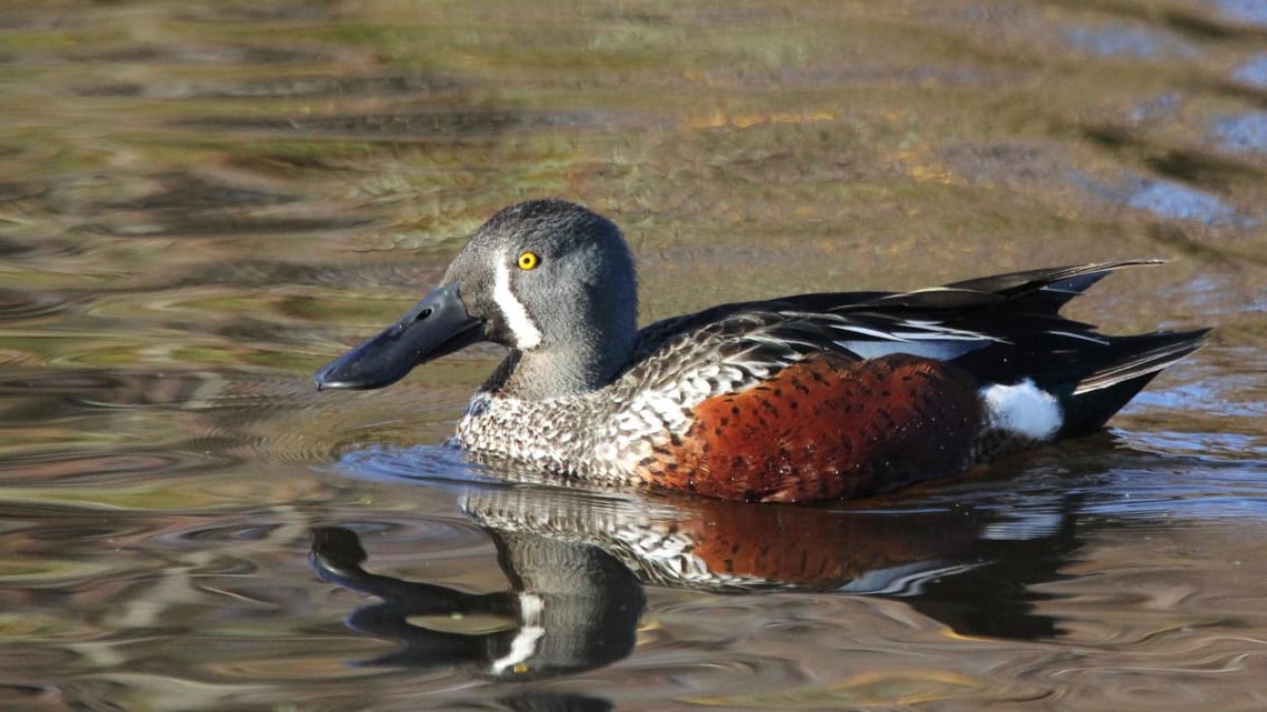 Northern Shoveler