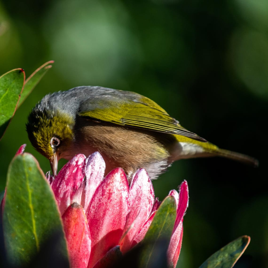 Morning visitor