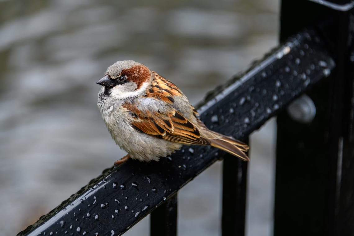 Garden sparrow