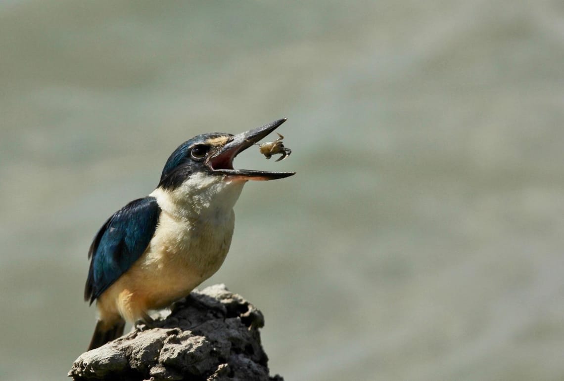 Kotare Feeding