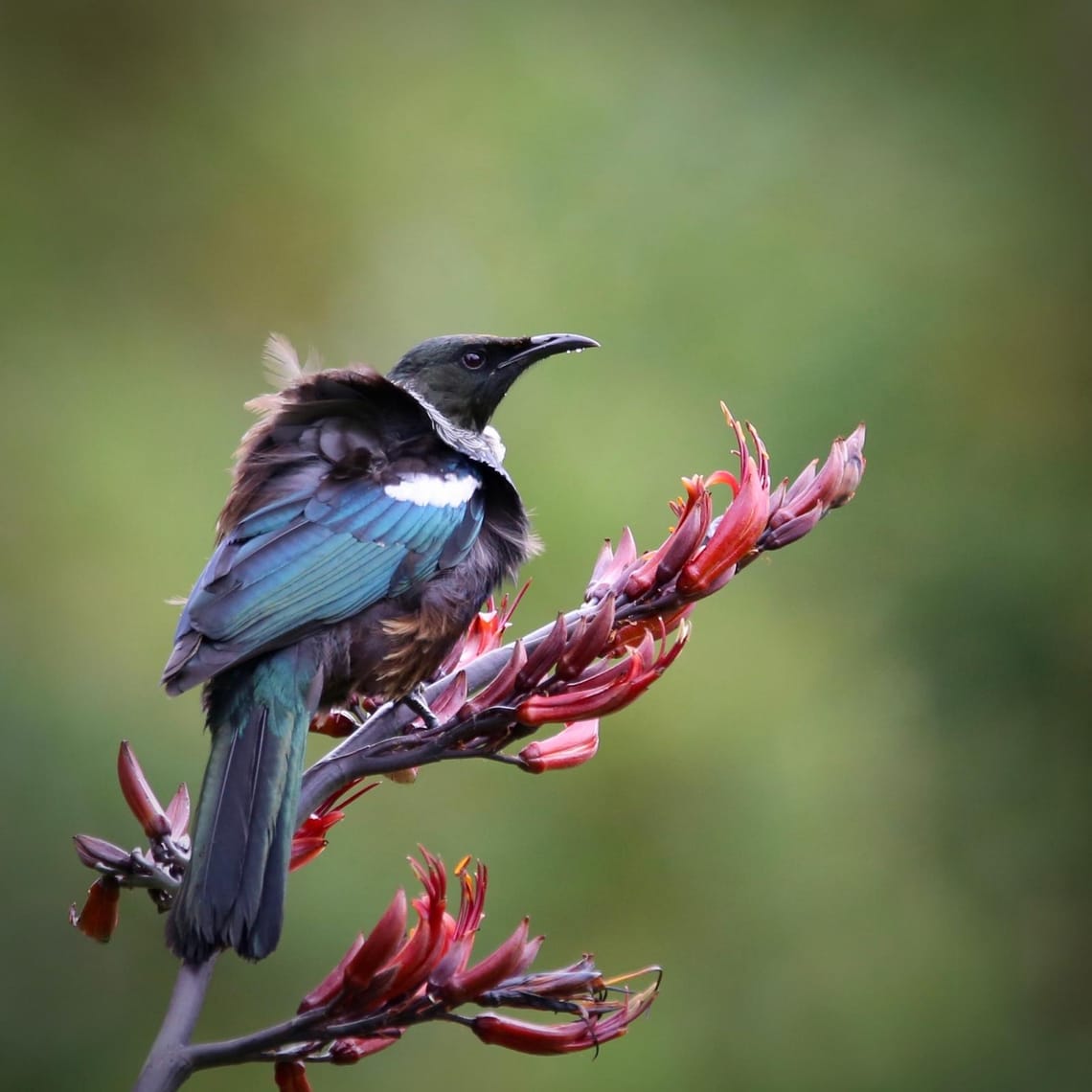 Tui perched on Flax Flowers (Harakeke)