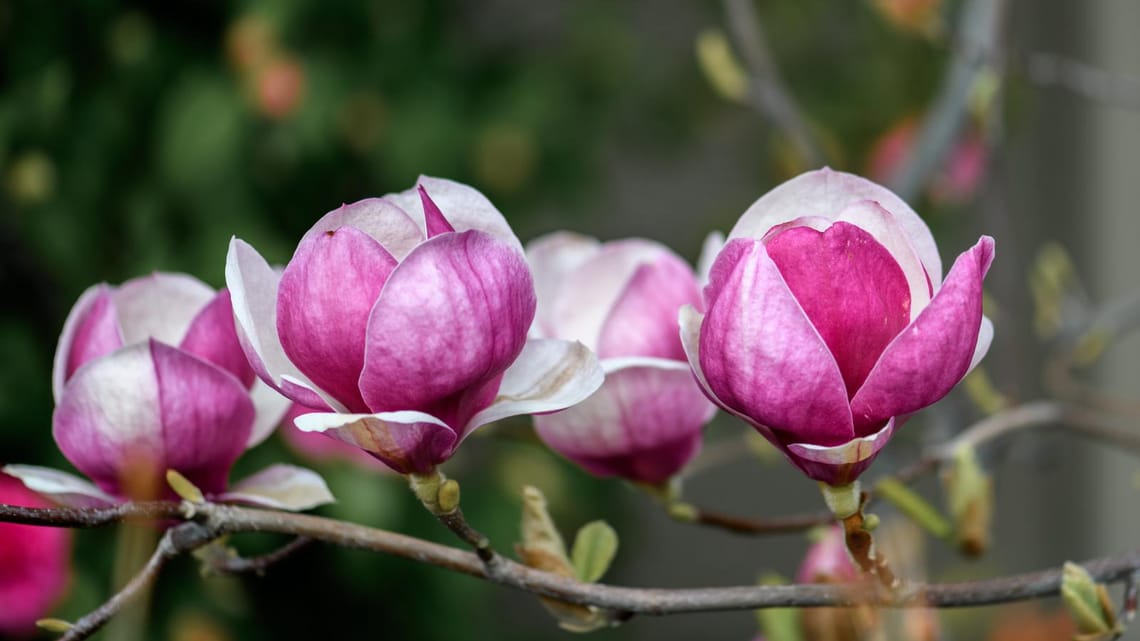 Spring magnolias