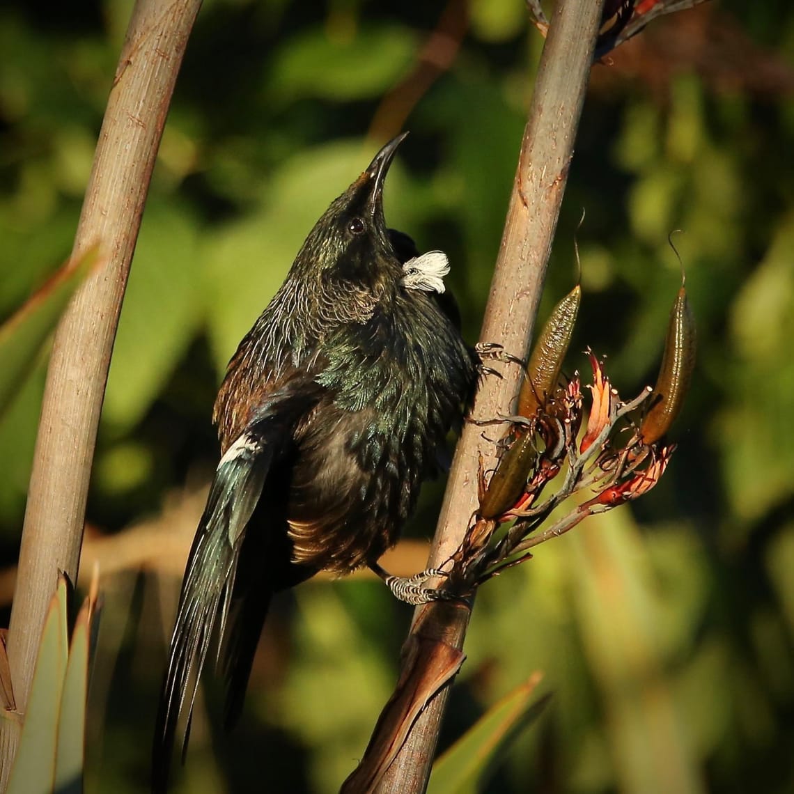 Tui perched on Flax Flower (Harakeke) ll