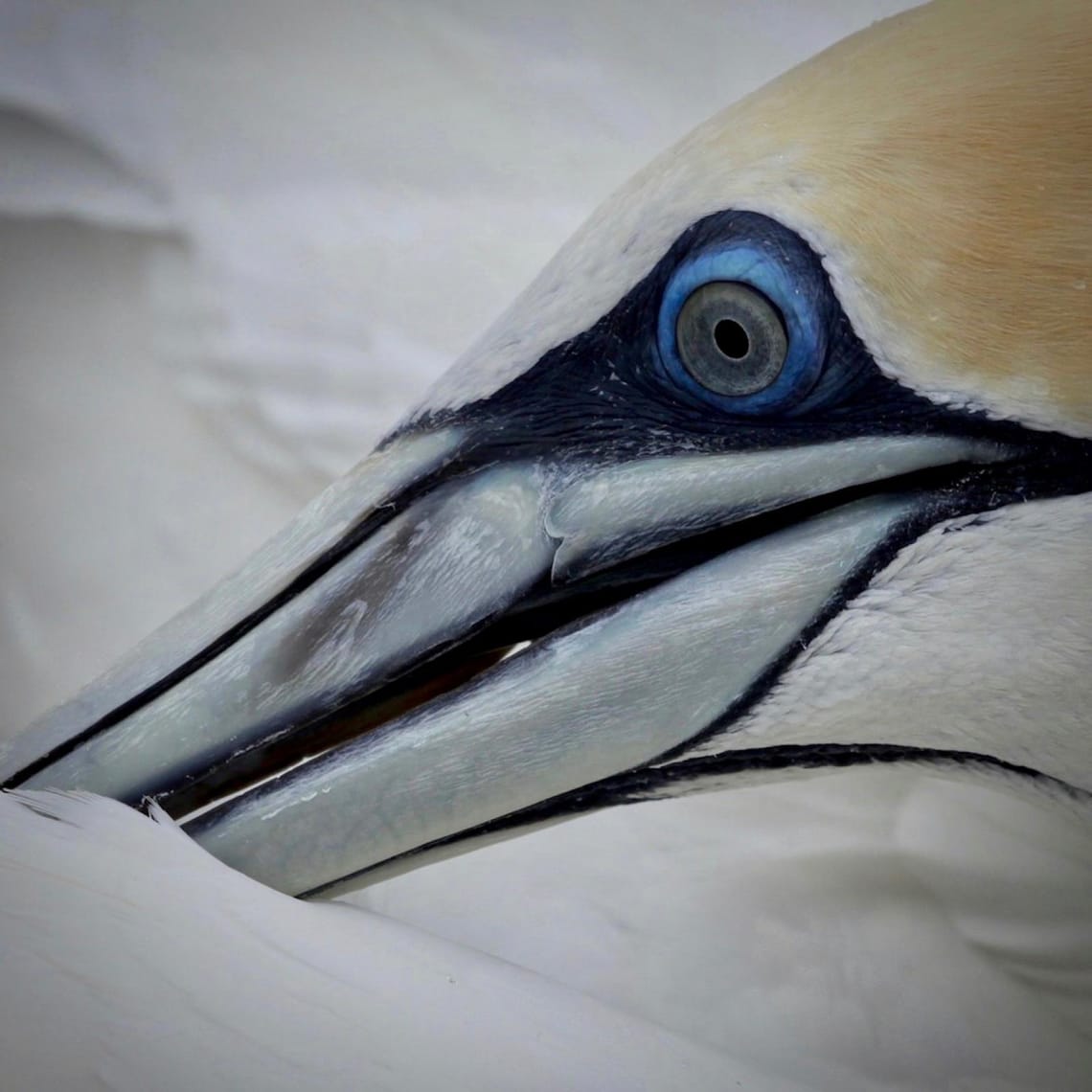 Gannet (Takapu) Preening