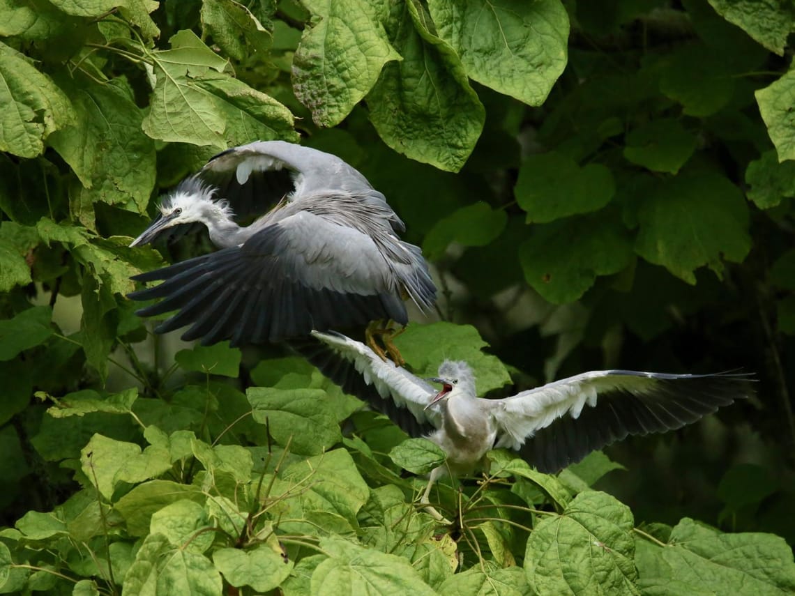 White-Faced Herons (Matuku Moana)