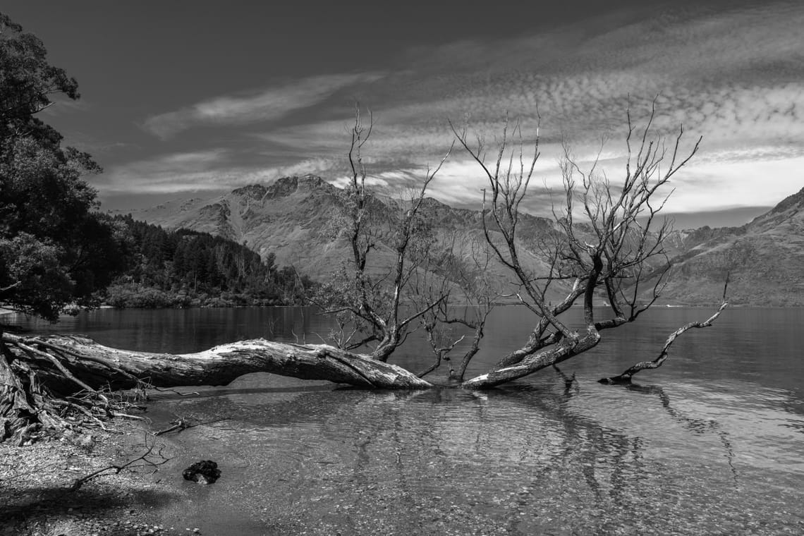 Wakatipu Willow