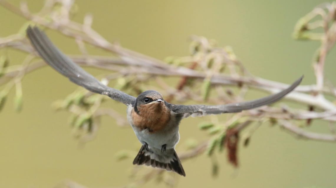 Swallow in Flight