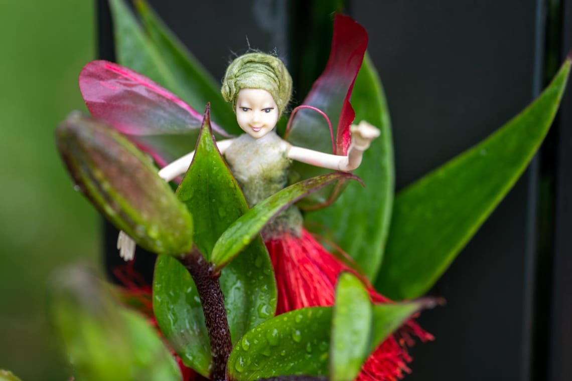 Rainy day pohutukawa fairy