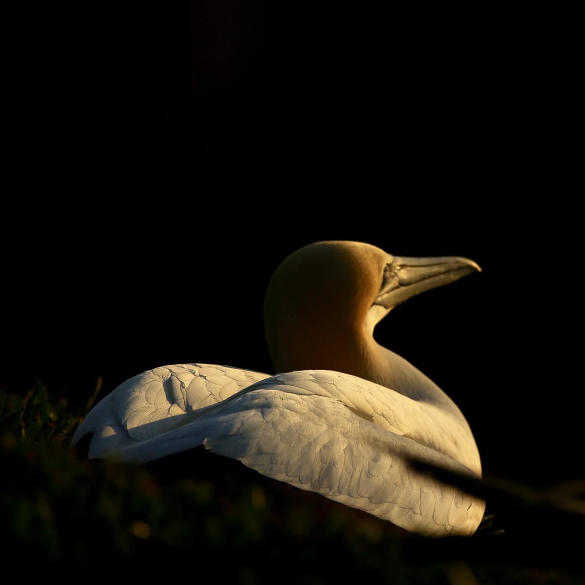 Takapu resting