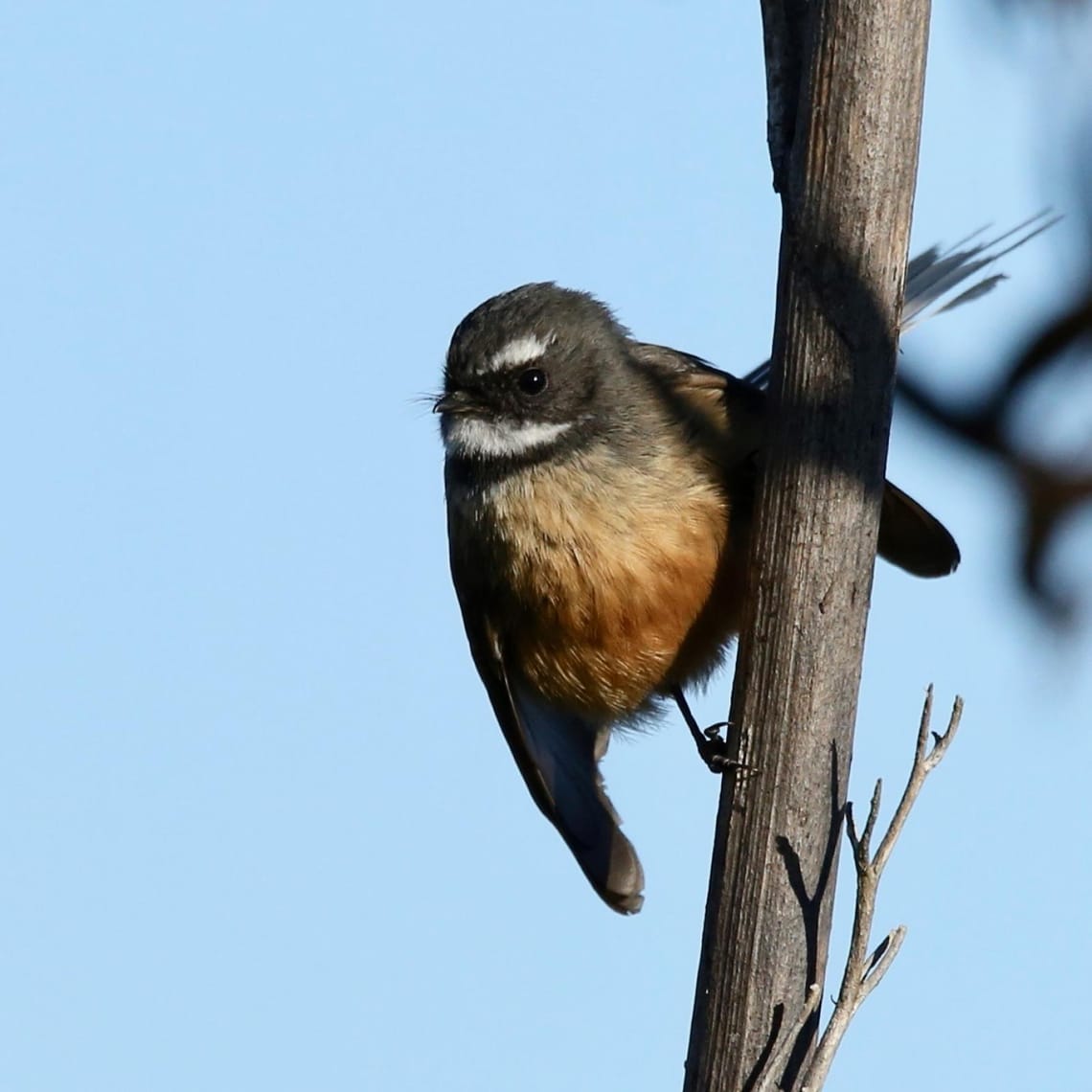 Piwakawaka Perched on Harakeke