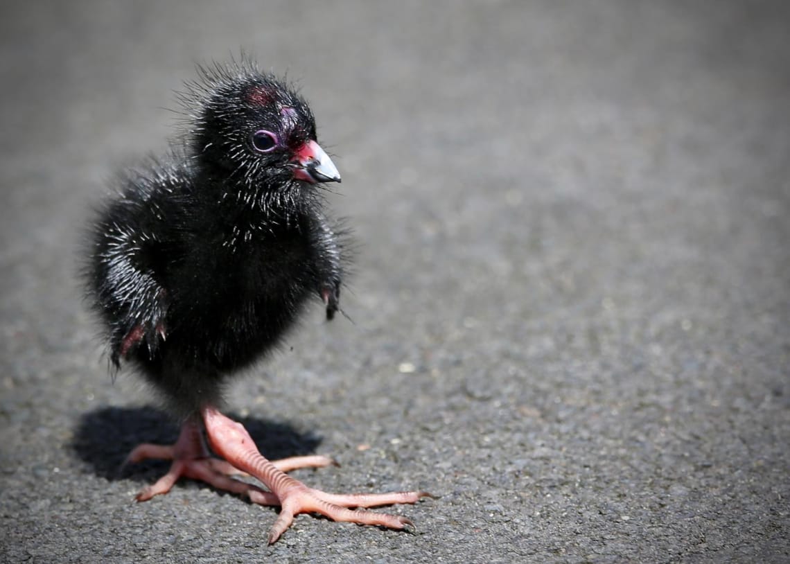 Pukeko