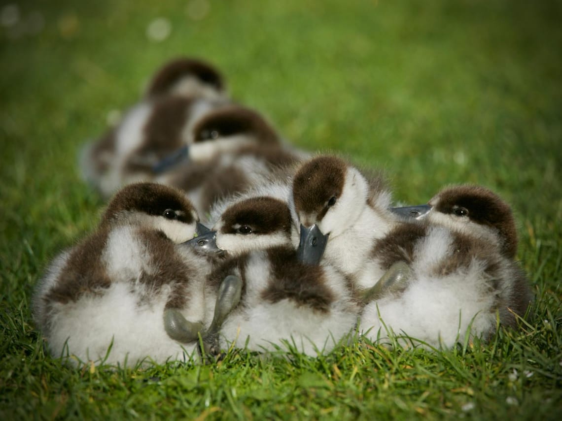 Putangitangi/Paradise Shelduck