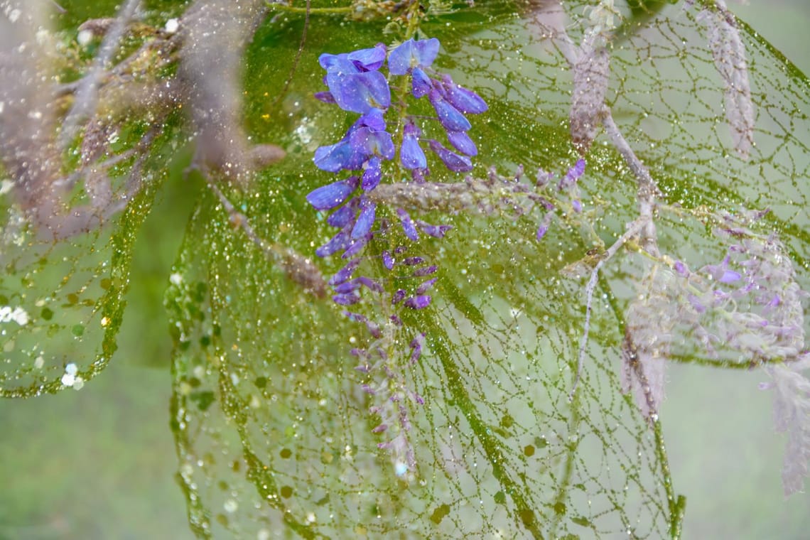 Wisteria Lace