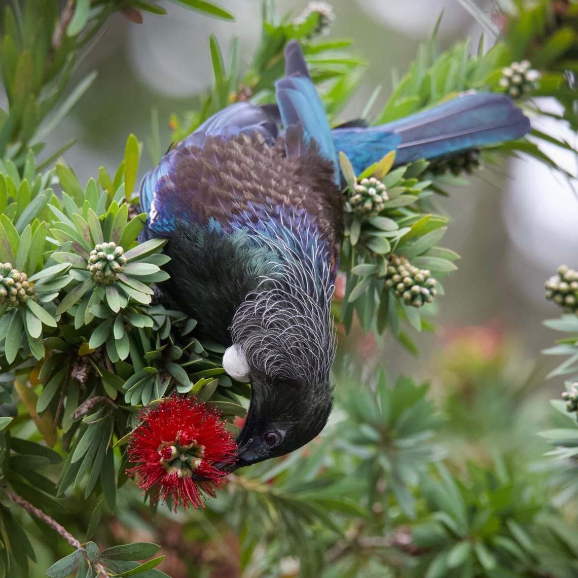 Tui Feeding