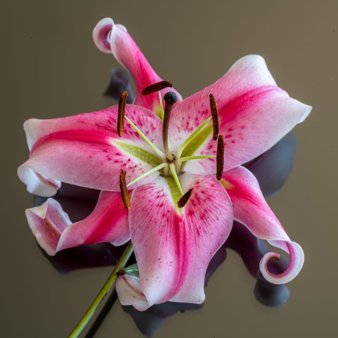 Lily pink