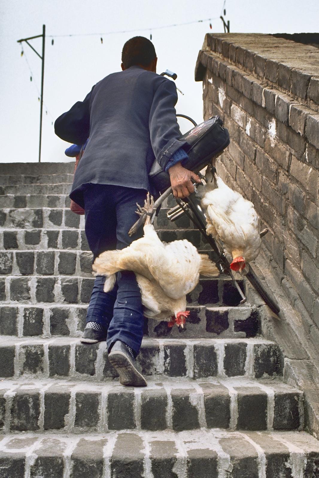 Chickens on wheels