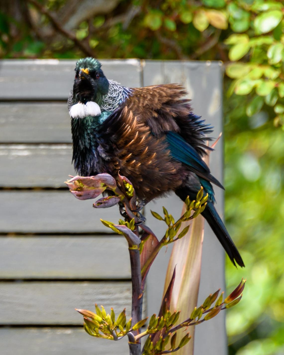 Tui fluffed up